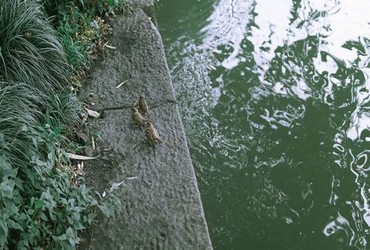 地下偶像12集樱花动漫