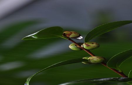 韩漫樱花动漫下拉式